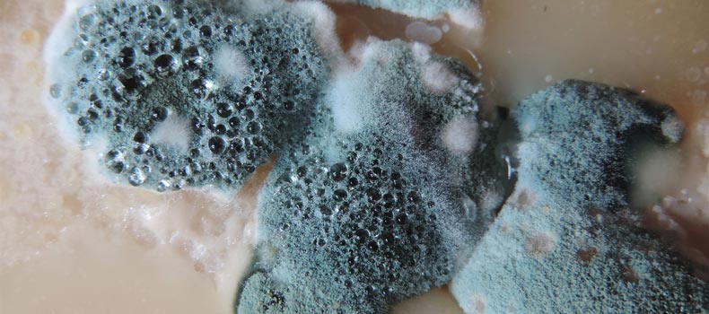 Get a mold inspection from Safe at Home Services